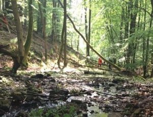 Pfälzerwald: Abwechslungsreiche Trails