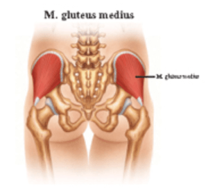 Musculus gluteus medius - Gesaessmuslulatur Läufer SCHORK Sports